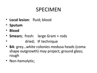 [Micro] gram positive spore bearing rods | PPT