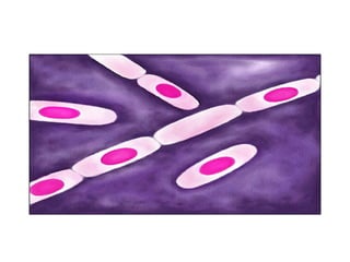 [Micro] gram positive spore bearing rods | PPT