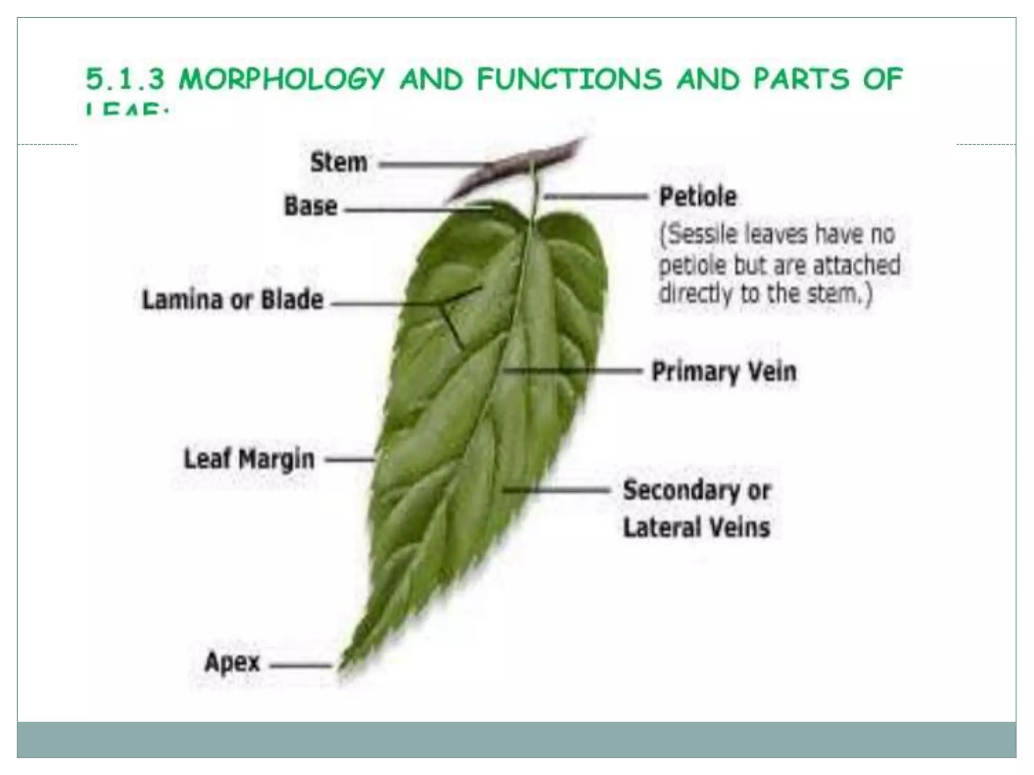 Types of Roots and plant classification | PPT