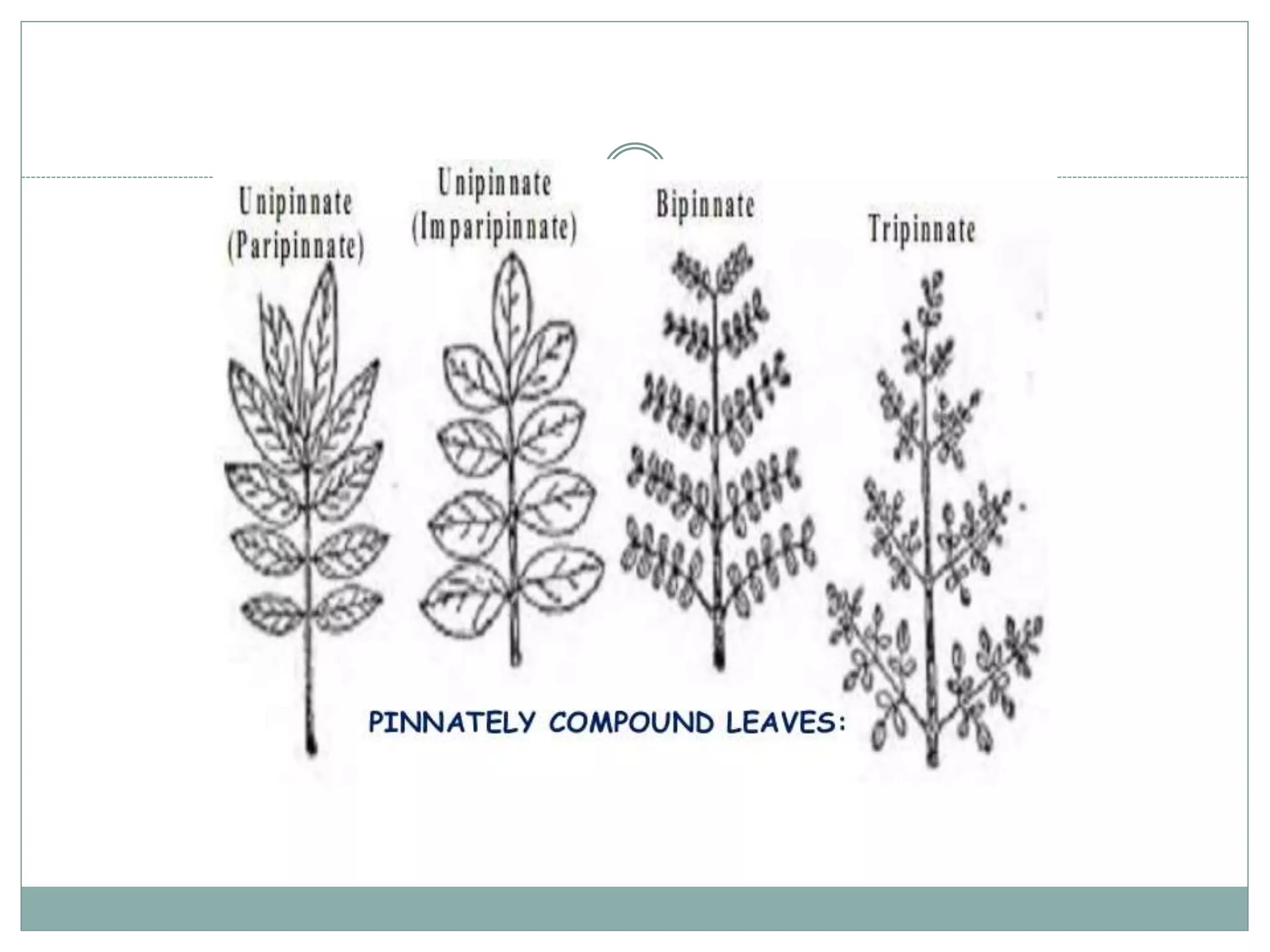 Types of Roots and plant classification | PPT