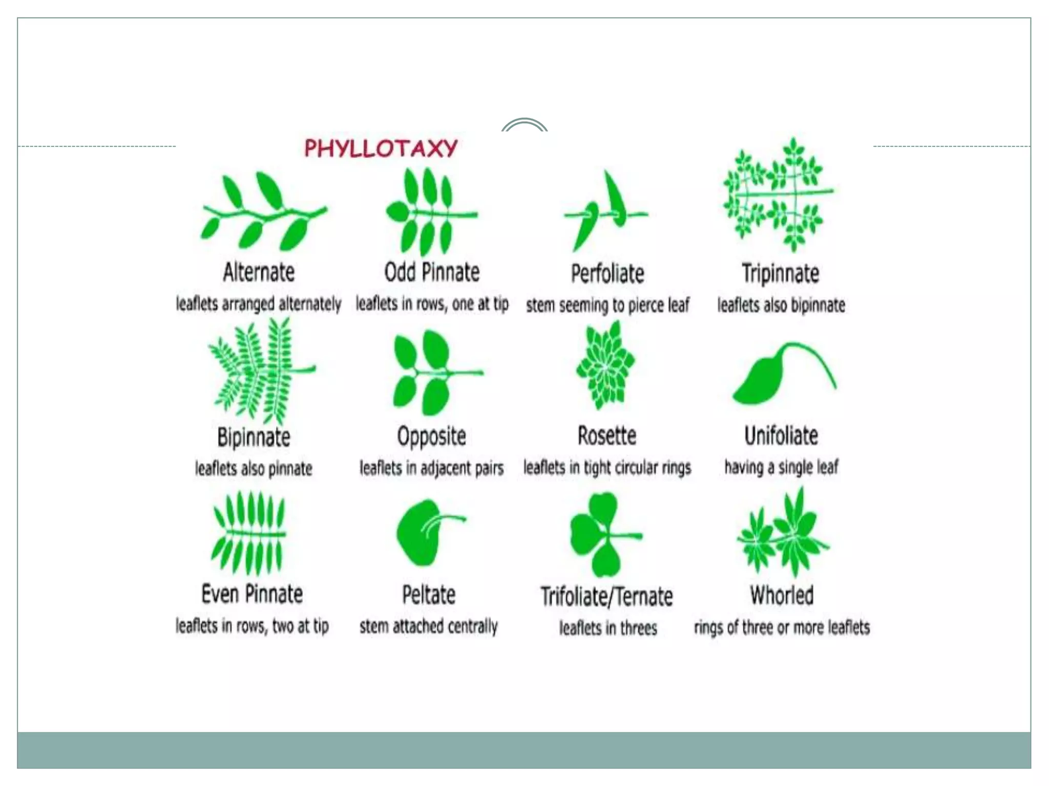 Types of Roots and plant classification | PPT