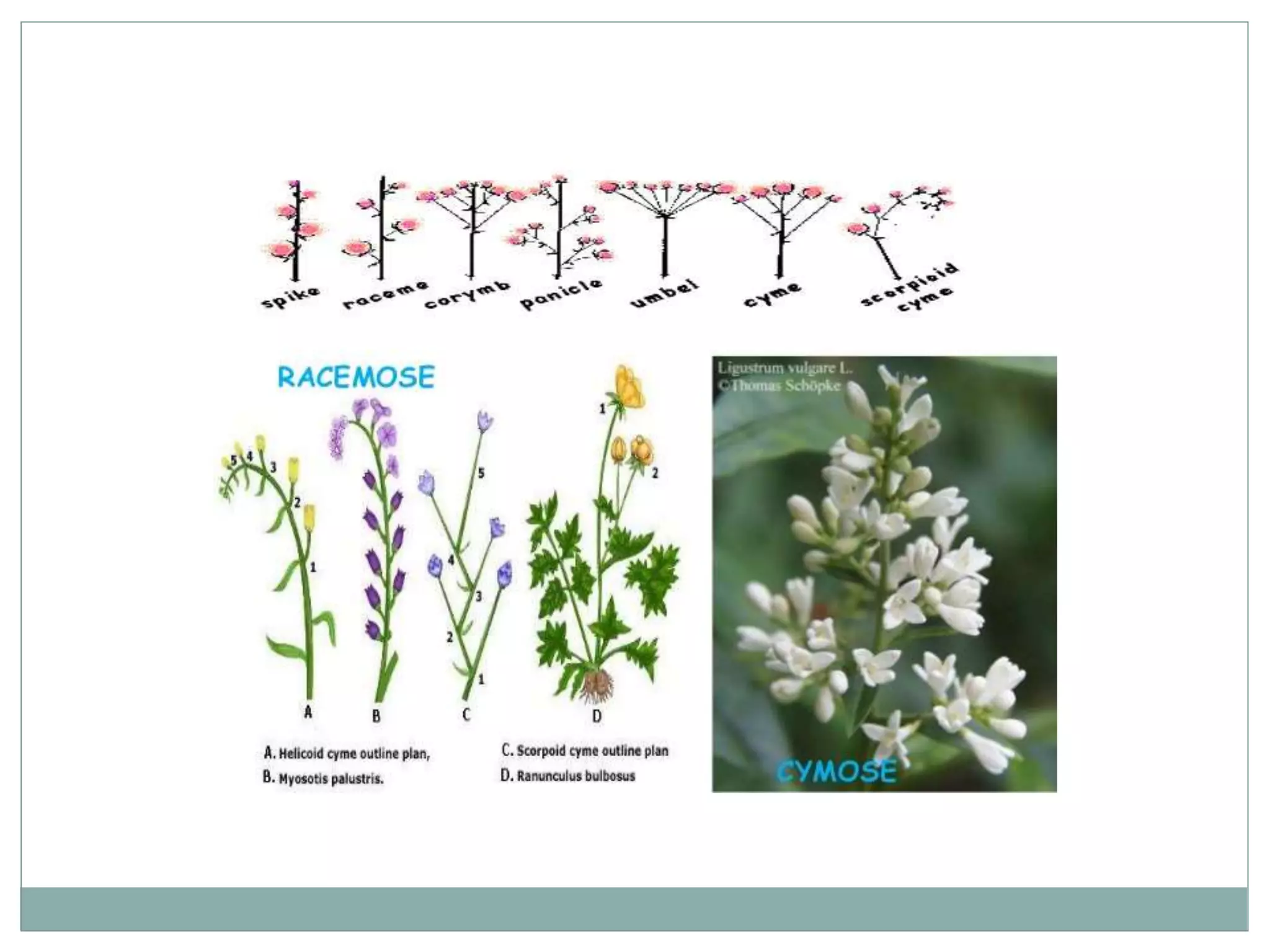 Types of Roots and plant classification | PPT