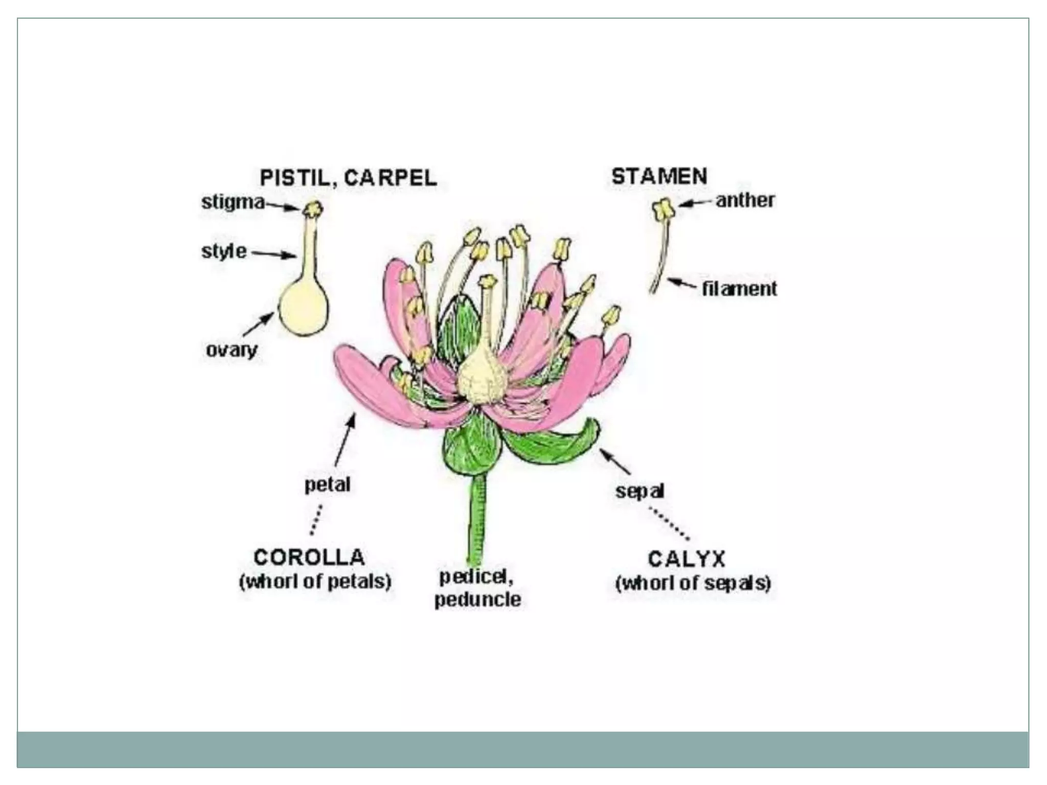 Types of Roots and plant classification | PPT