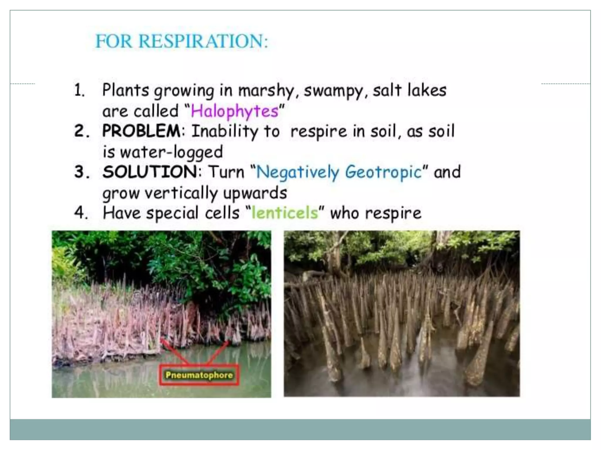 Types of Roots and plant classification | PPT