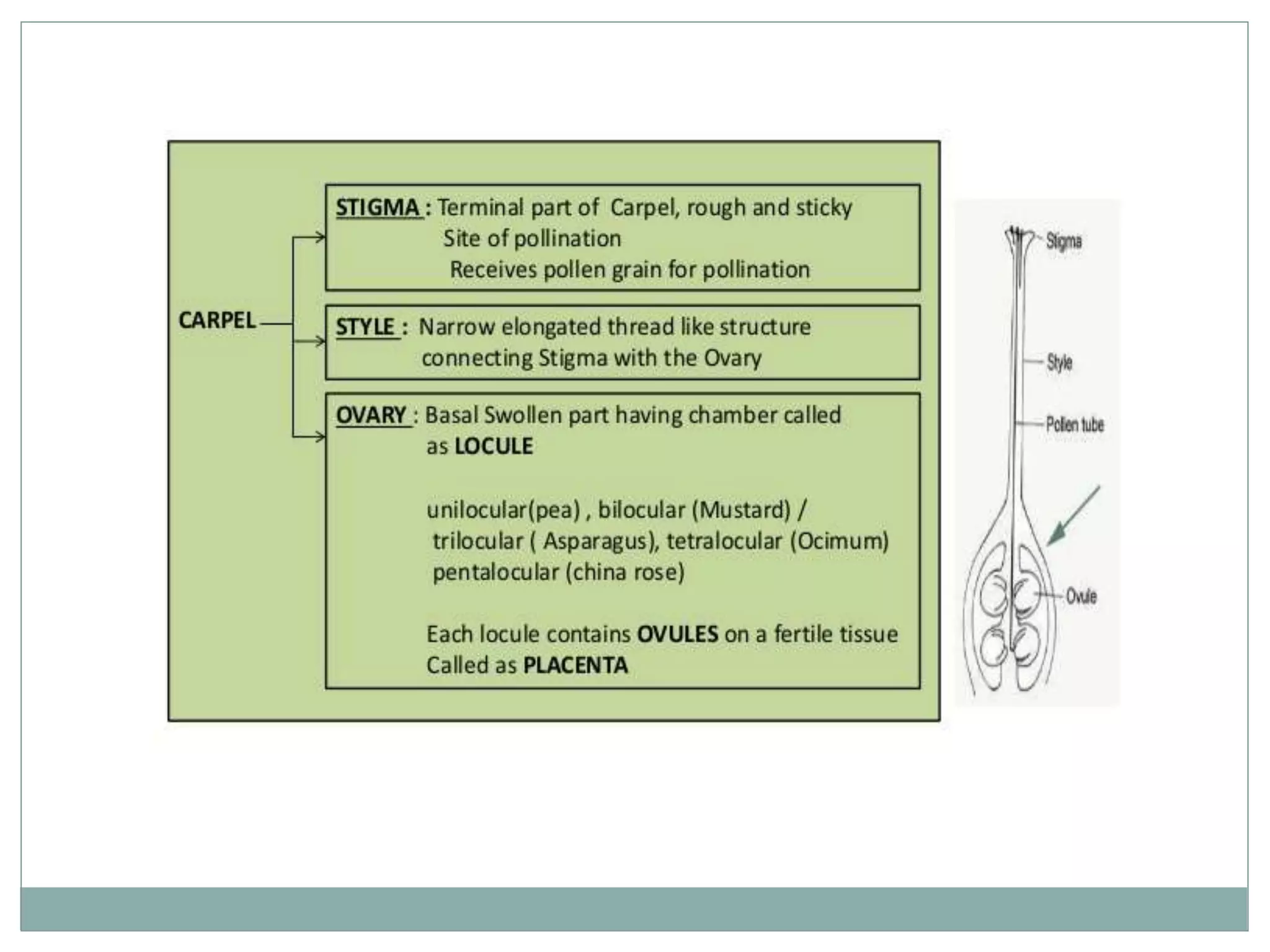 Types of Roots and plant classification | PPT