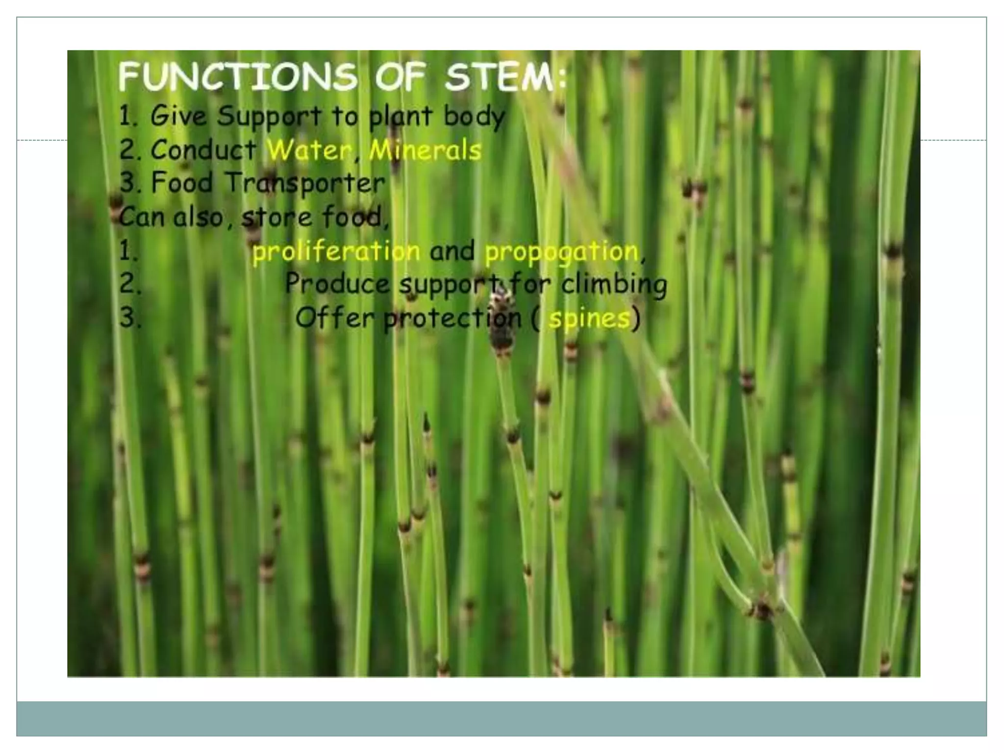 Types of Roots and plant classification | PPT