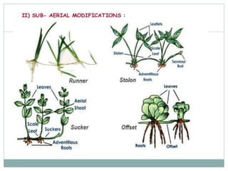Remaining Roots Classifications Types of Roots and plant classification | PPTX