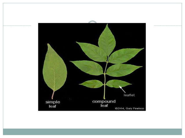 Types of Roots and plant classification | PPT