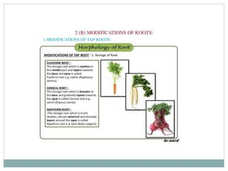 Types of Roots and plant classification | PPTX