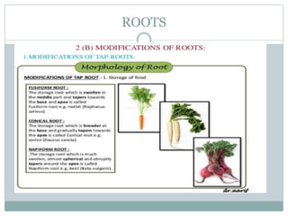 Types of Roots and plant classification | PPTX