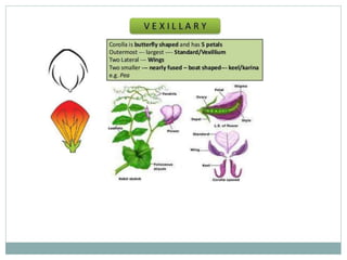 Types of Roots and plant classification | PPTX