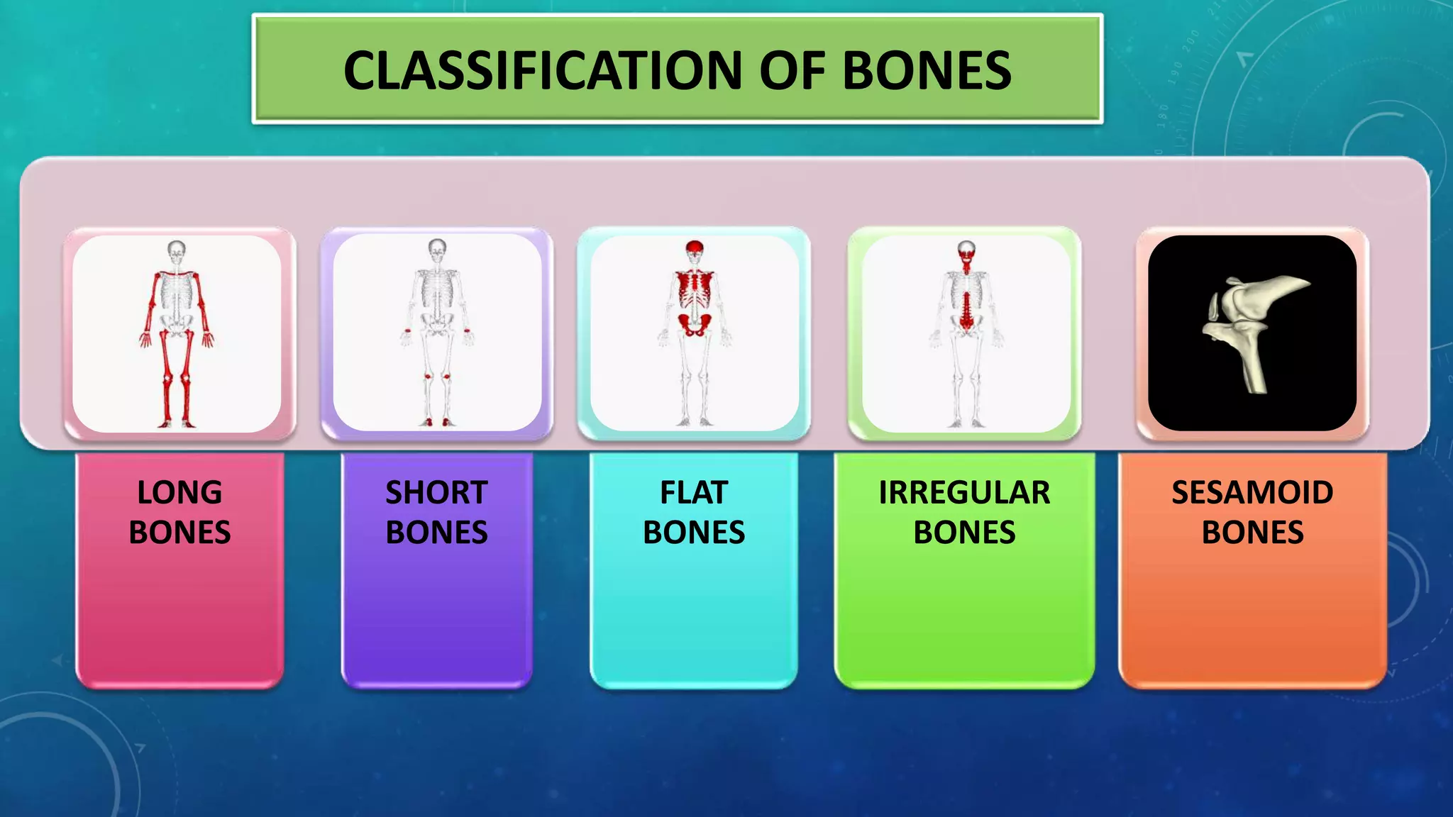 XI Fundamentals of Anatomy, Physiology in Sports.pptx