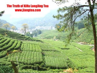 The Truth of XiHu LongJing Tea www.jiangtea.com 