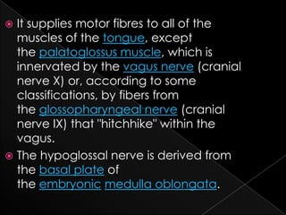 It supplies motor fibres to all of the muscles of the tongue, except the palatoglossus muscle, which is innervated by the vagus nerve (cranial nerve X) or, according to some classifications, by fibers from the glossopharyngeal nerve (cranial nerve IX) that "hitchhike" within the vagus.The hypoglossal nerve is derived from the basal plate of the embryonic medulla oblongata.