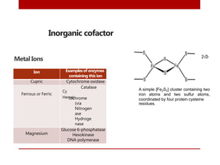 Inorganic cofactor
Metal Ions
Ion Examplesof enzymes
containing this ion
Cupric Cytochrome oxidase
Ferrous or Ferric
Cy
Catalase
Heme)tochrome
(via
Nitrogen
ase
Hydroge
nase
Magnesium
Glucose 6-phosphatase
Hexokinase
DNA polymerase
A simple [Fe2S2] cluster containing two
iron atoms and two sulfur atoms,
coordinated by four protein cysteine
residues.
 