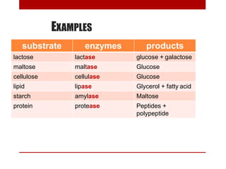 EXAMPLES
substrate enzymes products
lactose lactase glucose + galactose
maltose maltase Glucose
cellulose cellulase Glucose
lipid lipase Glycerol + fatty acid
starch amylase Maltose
protein protease Peptides +
polypeptide
 