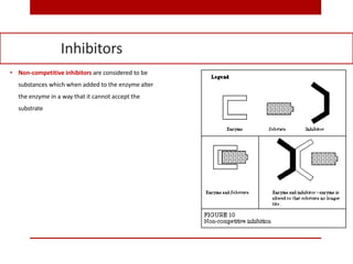 • Non-competitive inhibitors are considered to be
substances which when added to the enzyme alter
the enzyme in a way that it cannot accept the
substrate
Inhibitors
 