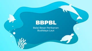 BBPBL
Balai Besar Perikanan
Budidaya Laut
 
