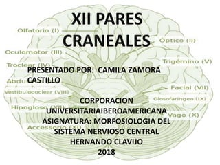 XII PARES
CRANEALES
PRESENTADO POR: CAMILA ZAMORA
CASTILLO
CORPORACION
UNIVERSITARIAIBEROAMERICANA
ASIGNATURA: MORFOSIOLOGIA DEL
SISTEMA NERVIOSO CENTRAL
HERNANDO CLAVIJO
2018
 