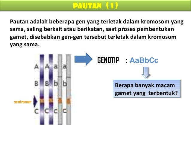 Biologi Xii Sma Semu Mendel