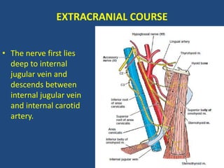 EXTRACRANIAL COURSE
• The nerve first lies
deep to internal
jugular vein and
descends between
internal jugular vein
and internal carotid
artery.
 