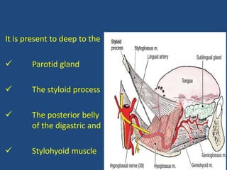 It is present to deep to the
 Parotid gland
 The styloid process
 The posterior belly
of the digastric and
 Stylohyoid muscle
 