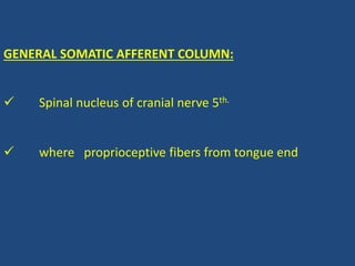 GENERAL SOMATIC AFFERENT COLUMN:
 Spinal nucleus of cranial nerve 5th.
 where proprioceptive fibers from tongue end
 