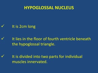 HYPOGLOSSAL NUCLEUS
 It is 2cm long
 It lies in the floor of fourth ventricle beneath
the hypoglossal triangle.
 It is divided into two parts for individual
muscles innervated.
 