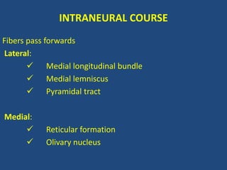 INTRANEURAL COURSE
Fibers pass forwards
Lateral:
 Medial longitudinal bundle
 Medial lemniscus
 Pyramidal tract
Medial:
 Reticular formation
 Olivary nucleus
 