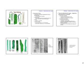Xilema          elementos de vaso                                     Xilema       elementos de vasos

Elementos de vaso;                                                         Tipos de elementos de vasos                 segundo o
   encontrados somente em angiospermas (mono e                             engrossamento da parede;
  dicotiledôneas);
                                                                                No xilema primário:
       as demais plantas tem traqueídes;
                                                                                  anulares: engrossamento em anel;
  Características:
        curtos e largos, perfurados na extremidade, em geral com                  espiralado: engrossamento em espiral;
       contorno arredondado e sem extremidade afilada.                          No xilema secundário:
  Função:                                                                         reticulados: forma de rede;
       condução e sustentação;
                                                                                  pontoadas: engrossamento por inteiro com
  Tamanho variado:                                                               presença de pontoações (simples ou areoladas
       10 cm de comprimento e 0,1 mm de espessura;                               elemento pontoado);
       podem chegar a medir até 5 m e 0,7 mm de espessura.
                                                                                  escalariforme: com pontoações mais largas (em
                                                                                 escada);




                                                    1 - Anelar
                                                                                                          1   Células do parênquima
                                                    2 - Espiralada
                                                                                                          2   Mixta escalariforme
                                                    3 - Dupla-espiralada
                                                                                                          3   Reticulada




   1         2                             3
                                                                            1        2       3




                                                                                                                                      2
 