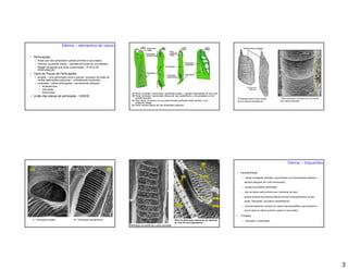 Xilema         elementos de vasos

 Perfurações:
     Áreas que não apresentam parede primária e secundária;
     Orifícios na parede celular paredes terminais (tb nas laterais);
     Região da parede que porta a perfuração PLACA DE
     PERFURAÇÃO
 Tipos de Placas de Perfurações:
     simples uma perfuração única e grande, resultado da fusão de
     muitas perfurações pequenas normalmente horizontal;
     composta várias perfurações - normalmente oblíquas;
         escalariformes;
         reticuladas;
         foraminadas.
 União das placas de perfuração - VASOS




                                                                                                                                                                                                                 Xilema        traqueídes

                                                                                                                                                                  Características:
                                                                                                                                                                      células alongadas, estreitas, imperfuradas com extremidades afiladas e
                                                                                                                                                                     aspecto poligonal (em corte transversal);

                                                                                                                                                                      parede secundárias lignificadas;

                                                                                                                                                                      tipo de célula mais primitivo que o elemento de vaso;

                                                                                                                                                                     parede primária das paredes laterais formam engrossamentos do tipo:
                                                                                                                                                                     anelar, espiralado, pontuado e escalariforme;

                                                                                                                                                                      principal elemento condutor da maioria das pteridófitas e gimnosperma
                                                                                                                                                                     ocorre tanto no xilema primário quanto no secundário.

                                                                                                                                                                  Funções:
A - Perfuração simples                B - Perfuração escalariforme                                                    Placa de perfuração madura de um elemento       condução e sustentação.
                                                                                                                      de vaso de uma angiosperma
                                                                        Perfuração escalariforme e atrás reticulado




                                                                                                                                                                                                                                               3
 