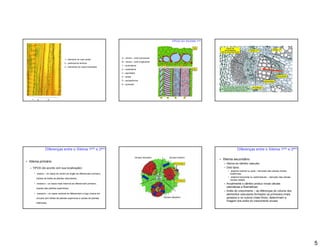 TIPOS DO XILEMA 1ario




                                                                          A   xilema   corte transversal
                                     1   elemento de vaso anelar
                                                                          B   xilema   corte longitudinal
                                     2   parênquima lenhoso
                                                                          1   protoxilema
                                     3   elementos de vasos helicoidais
                                                                          2   metaxilema
                                                                          3   espiralado
                                                                          4   anelar
                                                                          5   escalariforme
                                                                          6   pontoado




  1    2             3




                Diferenças entre o Xilema 1ário e 2ário                                                                                       Diferenças entre o Xilema 1ário e 2ário

                                                                                                                                    Xilema secundário
Xilema primário
                                                                                                                                      Deriva do câmbio vascular;
  TIPOS (de acordo com sua localização):                                                                                              Dois tipos:
                                                                                                                                         sistema vertical ou axial derivado das células iniciais
      exarco     os vasos do centro do órgão se diferenciam primeiro,                                                                   fusiformes;
                                                                                                                                         sistema horizontal ou radiomedular derivado das células
      (raízes de todas as plantas vasculares);
                                                                                                                                        iniciais radiais;
      endarco        os vasos mais internos se diferenciam primeiro,                                                                  Anualmente o câmbio produz novas células
      (caules das plantas superiores);
                                                                                                                                      xilemáticas e floemáticas;
                                                                                                                                      Anéis de crescimento as diferenças do volume dos
      mesarco        os vasos centrais se diferenciam e logo cresce em                                                                elementos vasculares formados na primavera (mais
      círculos (em folhas de plantas superiores e caules de plantas                                                                   grossos) e no outono (mais finos), determinam a
                                                                                                                                      imagem dos anéis do crescimento anuais.
      inferiores).




                                                                                                                                                                                                   5
 
