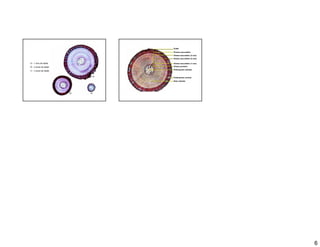 Suber
                      Floema secundário
                      Xilema secundário (3 ano)
                      Xilema secundário (2 ano)

A   1 ano de idade    Xilema secundário (1 ano)
B   2 anos de idade   Xilema primário
                      Parênquima medular
C   3 anos de idade


                      Parênquima cortical
                      Raio medular




                                                  6
 
