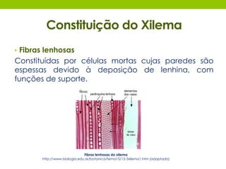 Constituição do Xilema 
• Fibras lenhosas 
Constituídas por células mortas cujas paredes são 
espessas devido à deposição de lenhina, com 
funções de suporte. 
Fibras lenhosas do xilema 
http://www.biologia.edu.ar/botanica/tema15/15-3xilema1.htm (adaptado) 
 