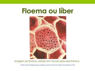 Floema ou líber 
Imagem do floema, obtida em microscopia electrónica. 
Fonte: http://biology-igcse.weebly.com/functions-of-xylem-and-phloem.html 
 