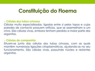 Constituição do Floema 
o Células dos tubos crivosos 
Células muito especializadas, ligadas entre si pelos topos e cujas 
paredes de contacto possuem orifícios, que se assemelham a um 
crivo. São células vivas, embora tenham perdido a maior parte dos 
organitos. 
o Células de companhia 
Situam-se junto das células dos tubos crivosos, com as quais 
mantêm numerosas ligações citoplasmáticas, ajudando-as no seu 
funcionamento. São células vivas, possuindo núcleo e restantes 
organitos. 
 