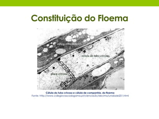 Constituição do Floema 
Célula do tubo crivoso e célula de companhia, do floema 
Fonte: http://www.colegiovascodagama.pt/ciencias3c/decimo/unidade201.html 
 