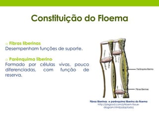 Constituição do Floema 
o Fibras liberinas 
Desempenham funções de suporte. 
o Parênquima liberino 
Formado por células vivas, pouco 
diferenciadas, com função de 
reserva. 
Fibras liberinas e parênquima liberino do floema 
http://pixgood.com/phloem-tissue-diagram. 
html(adaptado) 
