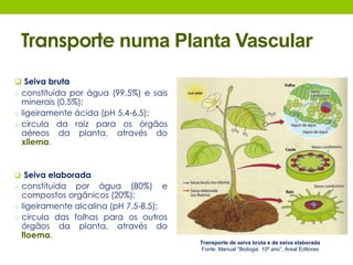 Transporte numa Planta Vascular 
 Seiva bruta 
o constituída por água (99,5%) e sais 
minerais (0,5%); 
o ligeiramente ácida (pH 5,4-6,5); 
o circula da raiz para os órgãos 
aéreos da planta, através do 
xilema. 
 Seiva elaborada 
o constituída por água (80%) e 
compostos orgânicos (20%); 
o ligeiramente alcalina (pH 7,5-8,5); 
o circula das folhas para os outros 
órgãos da planta, através do 
floema. 
Transporte de seiva bruta e de seiva elaborada 
Fonte: Manual “Biologia 10º ano”, Areal Editores 
 