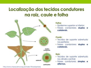Localização dos tecidos condutores 
na raiz, caule e folha 
Folha: 
• Epiderme superior e inferior; 
• Feixes condutores duplos e 
colaterais. 
Caule: 
• Tecidos de suporte sobretudo 
na periferia; 
• Feixes condutores duplos e 
colaterais. 
Raiz: 
• Tecidos de suporte sobretudo 
no cilindro central; 
• Feixes condutores simples e 
alternos. 
http://www.chaosscience.org.uk/node/178 (adaptado) 
 