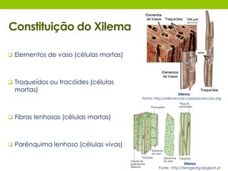 Constituição do Xilema 
 Elementos de vaso (células mortas) 
 Traqueídos ou tracóides (células 
mortas) 
 Fibras lenhosas (células mortas) 
 Parênquima lenhoso (células vivas) 
Xilema 
Fonte: http://wikiciencias.casadasciencias.org 
Xilema 
Fonte: http://terragiratg.blogspot.pt 
 