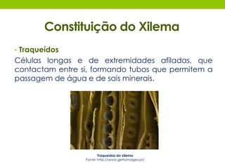 Constituição do Xilema 
• Traqueídos 
Células longas e de extremidades afiladas, que 
contactam entre si, formando tubos que permitem a 
passagem de água e de sais minerais. 
Traqueídos do xilema 
Fonte: http://www.gettyimages.pt/ 
 