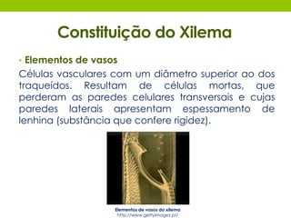 Constituição do Xilema 
• Elementos de vasos 
Células vasculares com um diâmetro superior ao dos 
traqueídos. Resultam de células mortas, que 
perderam as paredes celulares transversais e cujas 
paredes laterais apresentam espessamento de 
lenhina (substância que confere rigidez). 
Elementos de vasos do xilema 
http://www.gettyimages.pt/ 
 