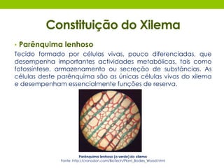 Constituição do Xilema 
• Parênquima lenhoso 
Tecido formado por células vivas, pouco diferenciadas, que 
desempenha importantes actividades metabólicas, tais como 
fotossíntese, armazenamento ou secreção de substâncias. As 
células deste parênquima são as únicas células vivas do xilema 
e desempenham essencialmente funções de reserva. 
Parênquima lenhoso (a verde) do xilema 
Fonte: http://cronodon.com/BioTech/Plant_Bodies_Wood.html 
 