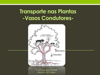 Transporte nas Plantas 
-Vasos Condutores- 
Fisiologia das Plantas 
Biologia 12º Classe 
 