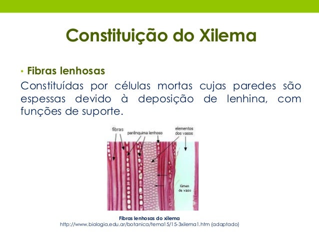 Xilema e floema