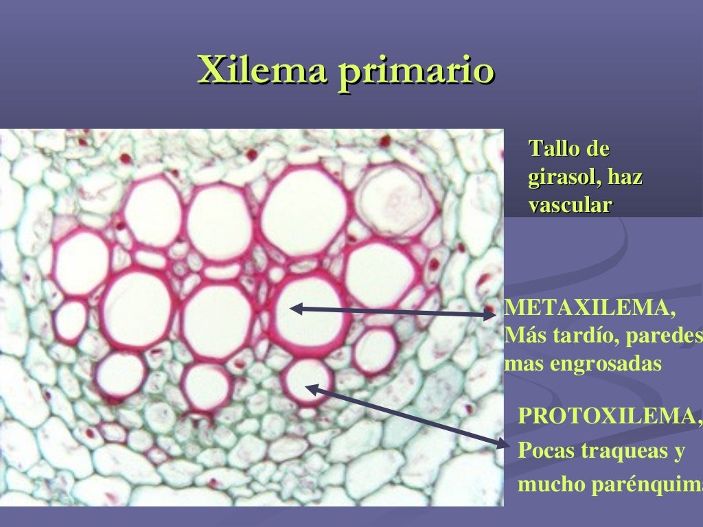 Xilema y floema