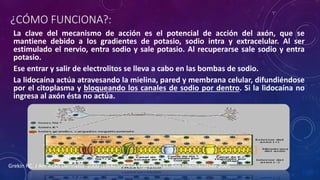 ¿CÓMO FUNCIONA?:
La clave del mecanismo de acción es el potencial de acción del axón, que se
mantiene debido a los gradientes de potasio, sodio intra y extracelular. Al ser
estimulado el nervio, entra sodio y sale potasio. Al recuperarse sale sodio y entra
potasio.
Ese entrar y salir de electrolitos se lleva a cabo en las bombas de sodio.
La lidocaína actúa atravesando la mielina, pared y membrana celular, difundiéndose
por el citoplasma y bloqueando los canales de sodio por dentro. Si la lidocaína no
ingresa al axón ésta no actúa.
Grekin RC. J Am Acad Dermatol 2000 ;19(4):599-614 Eggleston ST. Ann Pharmacother 2005
 
