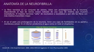 ANATOMÍA DE LA NEUROFIBRILLA:
• La fibra nerviosa es un conjunto de axones, éstos son prolongaciones de la neurona,
dependiendo el tipo de nervio estará rodeado de una capa de mielina que muestra
escotaduras. El impulso nervioso “salta” de escotadura a escotadura y por ello las fibras con
más mielina transmiten mejor.
• Al ser el axón una prolongación de la neurona, tiene una capa de fosfolípidos en su pared y
membrana celular. En el interior predomina el agua como en todo el citoplasma.
Grekin RC. J Am Acad Dermatol 2000 ;19(4):599-614 Eggleston ST. Ann Pharmacother 2005
 