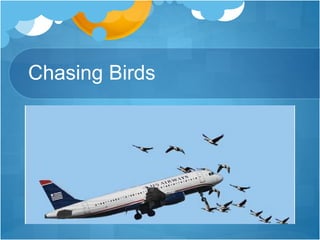Chasing Birds
 